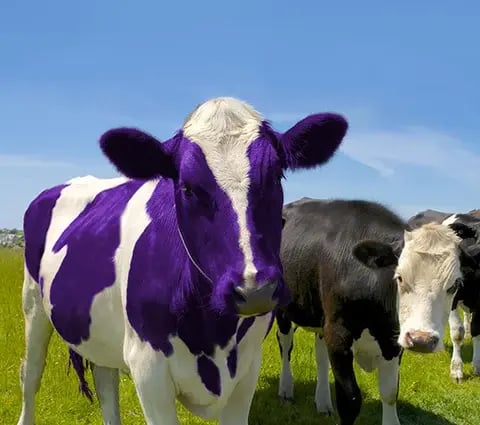 purple cow